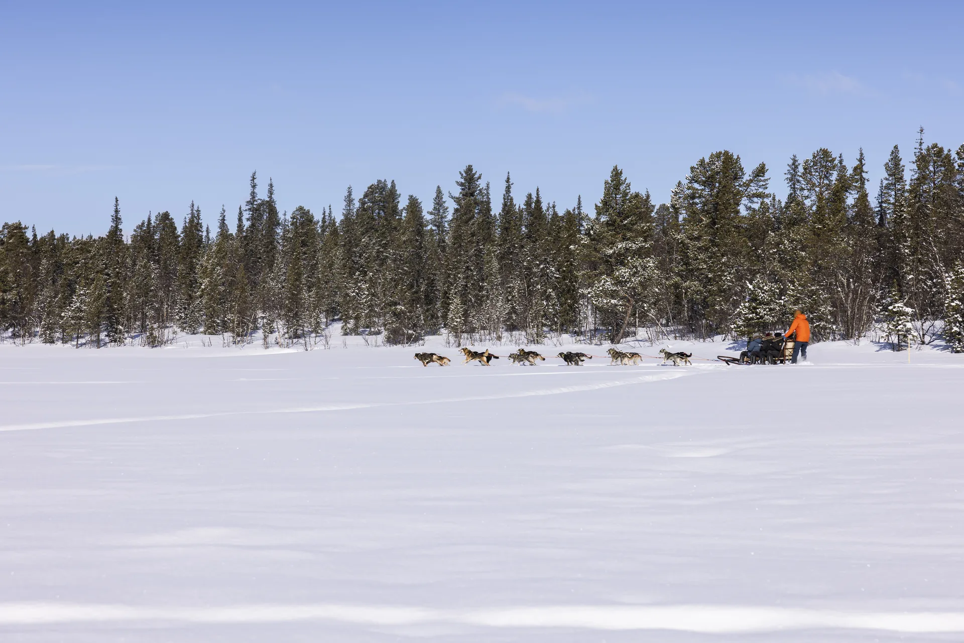 Dog Sledding